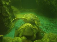 -广东惠东海龟国家级自然保护区