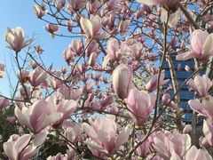 -浦江镇(地铁站)