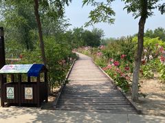 -西青郊野公园