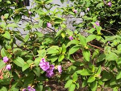 -广州神农草堂中医药博物馆
