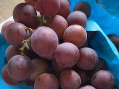 -马陆小张葡萄园农家乐