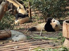 -成都大熊猫繁育研究基地