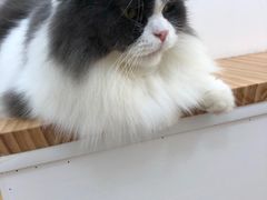 -李小姐の猫咖啡馆(五角场店)