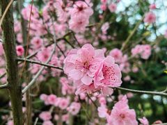 -铁山坪森林公园