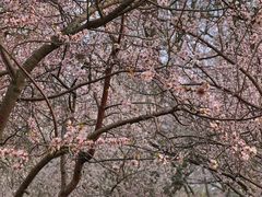 -桃花堤公园