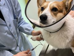 -汪喵宠物医院·骨科心脏影像·犬猫急重症ICU诊疗中心(成华分院)