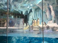 -帝企鹅自助餐厅•儿童岛•真企鹅(长隆企鹅酒店)