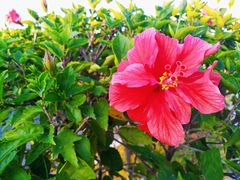 -芒洲湿地公园