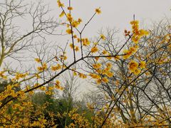 -镇江市南山风景名胜区竹林景区