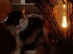 -Anne猫窝咖啡屋