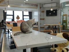 -喵园·猫主题咖啡厅·撸猫·猫咖(国贸店)