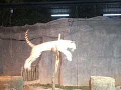-清迈夜间动物园