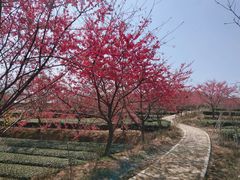 -锄山村