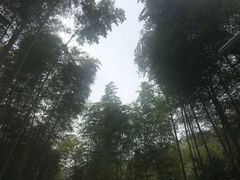 -镇江市南山风景名胜区竹林景区