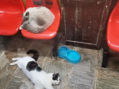 -猫咪博物馆(顶澳仔猫街店)