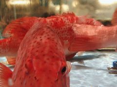 -阿伟海鲜楼·福建菜(延寿店)