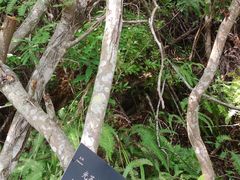 -深圳仙湖植物园