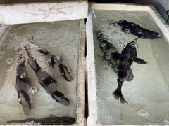 -外伶仃岛海鲜市场
