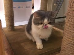 -more than meow吴止猫主题餐厅(承德 中船汇店)