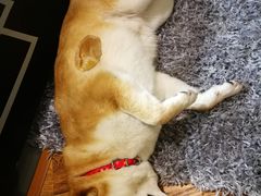 -柴务处·柴犬主题狗咖