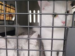 -美联众合动物医院·24h京西诊疗中心