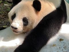 -广州长隆野生动物世界