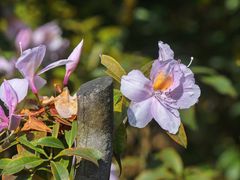 -梧桐山风景名胜区