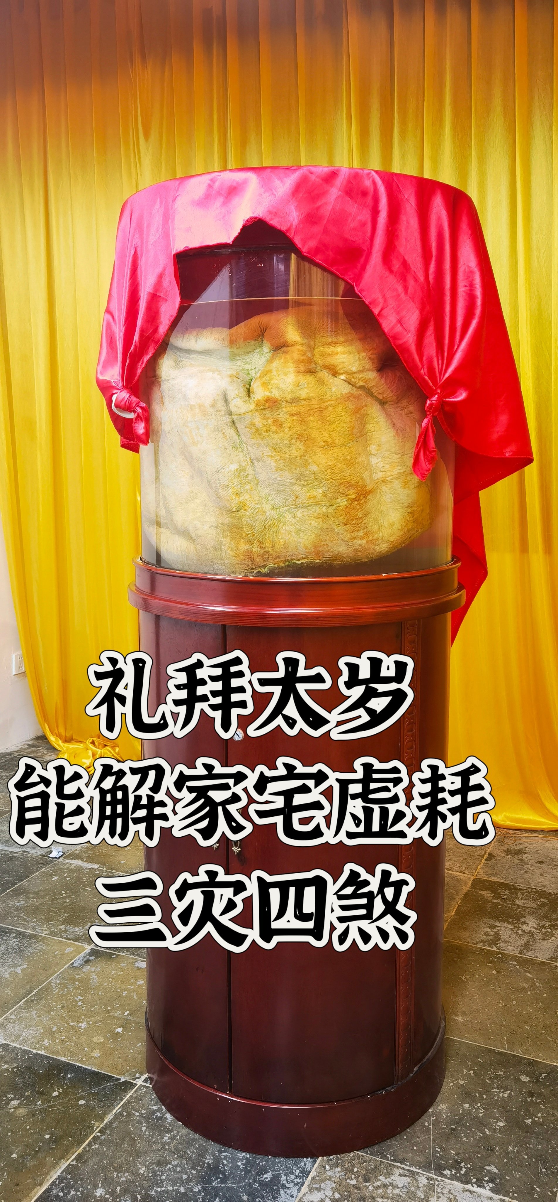 苏州竟然也有太岁,肉灵芝,太震撼了