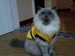 -伟伟宠物医院·CT影像中心·瑞派犬猫综合性门诊(汉口总院)