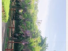 -嘉定紫藤园