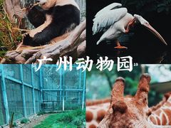 -广州动物园