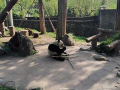 -都江堰中华大熊猫苑