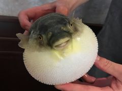 -肆月河豚·新淮扬(金融街店)