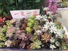 -大学城夜市大排档(凤栖路店)