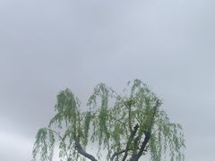 -上海鲜花港