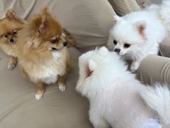 -怪兽屋·羊驼·猫咖·狗咖(俊华广场店)