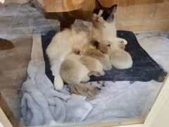 -福尔喵斯探案馆实景搜证·沉浸式剧本杀
