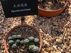 -深圳仙湖植物园