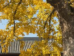 -圆通寺