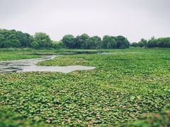 -荷塘月色湿地公园·向阳花洲