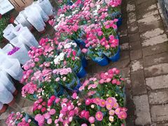 -秦美花卉(天朗·莱茵小城2期店)