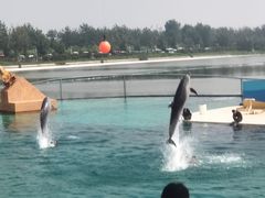 -秦皇岛乐岛海洋王国