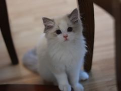 -小猫来了·猫舍(红山六九七九店)