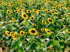 -武汉紫薇都市田园