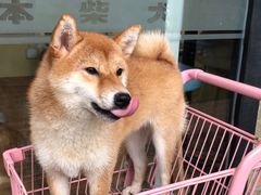 -柴犬高等学院·狗咖·柴犬售卖·宠物训练