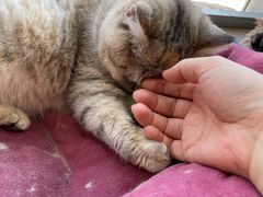 -藏猫猫咖啡主题馆(中央大道店)