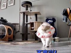 -佳怡动物医院·平价24小时·猫专科骨外科