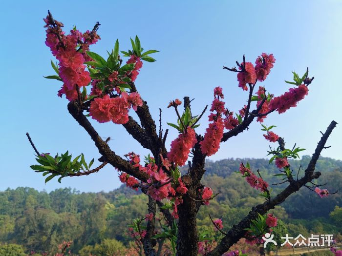 南国桃园旅游度假区图片