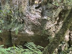 -怀托摩萤火虫洞