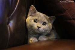 -飛凡TATTOO纹身•原创